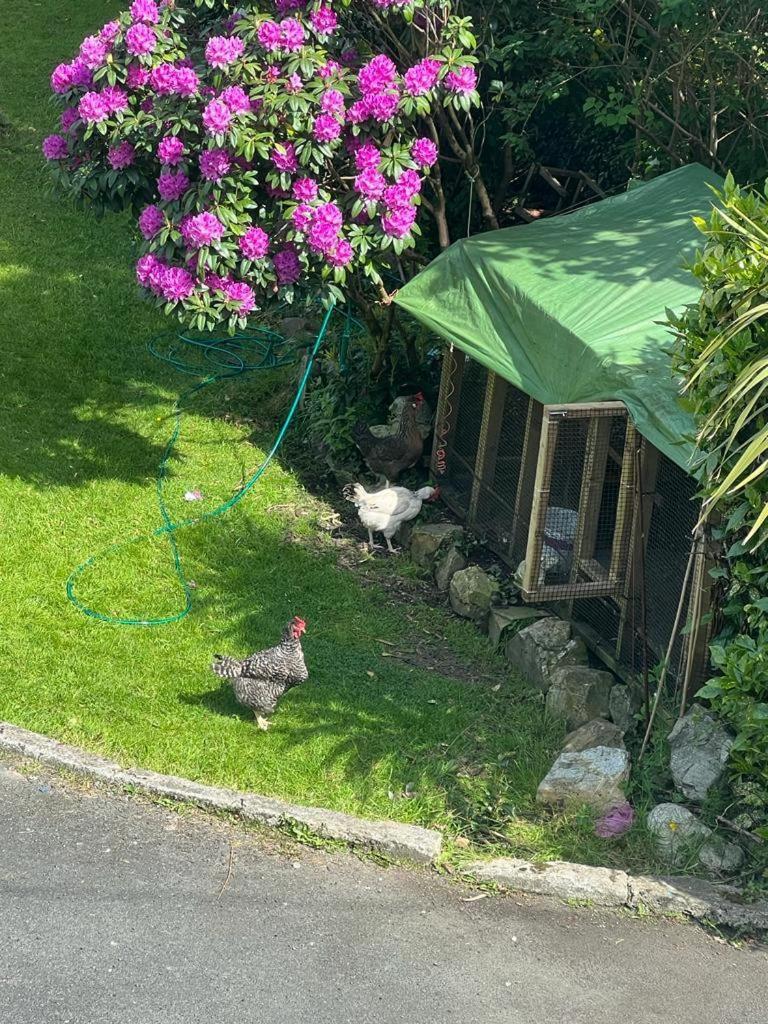 Avonbeg Cottages 2 Bed 1 Bath Accommodate 3 Guests ラスドラム エクステリア 写真